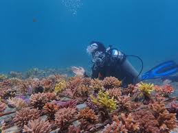 Kehidupan Laut di Ujung Tanduk Fakta dan Apa yang Kita Lakukan